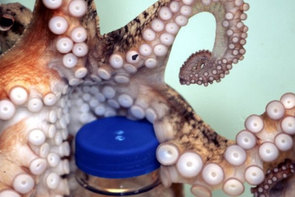 Kraken вход и ссылки